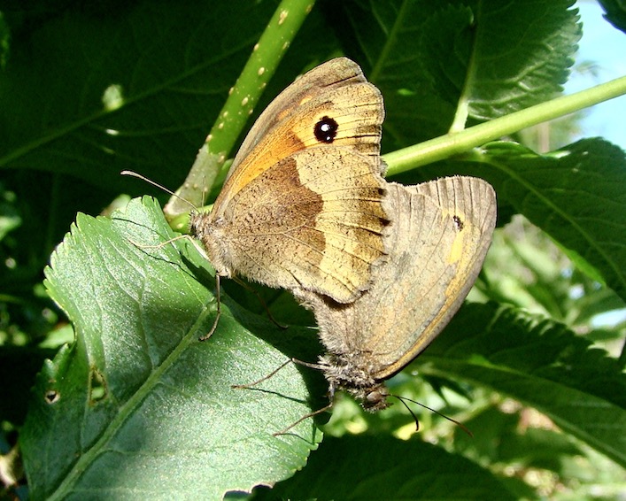 meadow brown